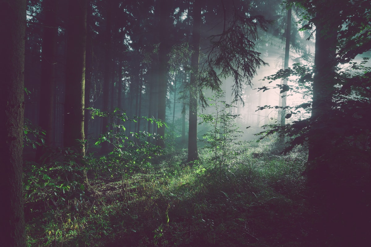 Jim Corbett National Park forest landscape in different seasons