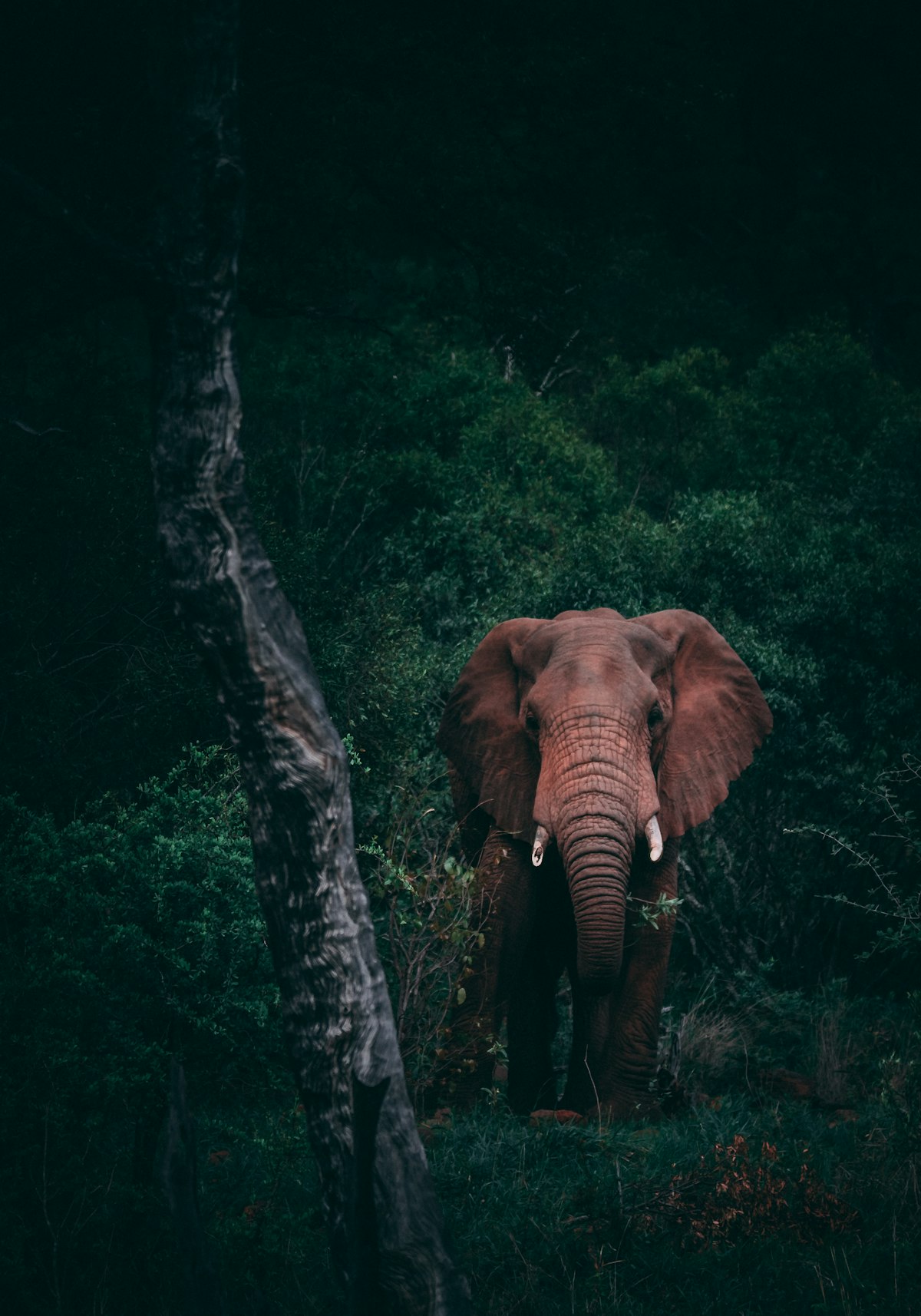 Jim Corbett zone comparison — Dhikala, Bijrani, Jhirna